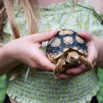 Creating the Perfect Home for Your Leopard Tortoise