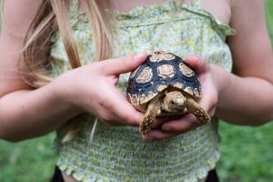 Creating the Perfect Home for Your Leopard Tortoise