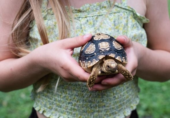 Creating the Perfect Home for Your Leopard Tortoise